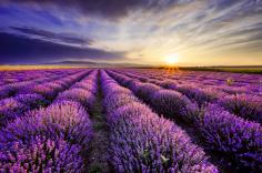 lavender fields